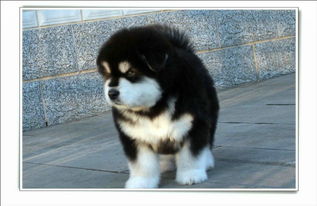 阿拉斯加雪橇犬幼犬出售纯种犬活体宠物狗家养活体巨型