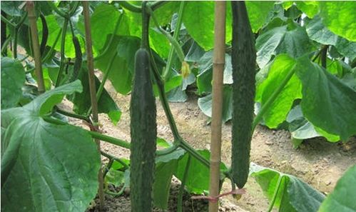 黄瓜嫁接用黑籽南瓜,黄瓜嫁接用黑籽南瓜：增强产量和抗病性的创新方法