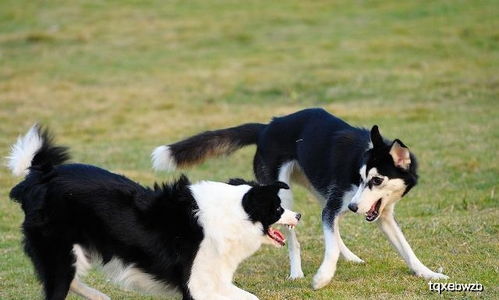 这种高智商犬种怎么样 十年铲屎官教你怎么养边境牧羊犬