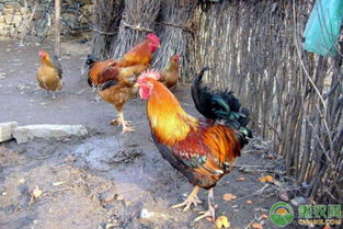 土鸡和笼养鸡养殖有哪些不同 怎样能养好土鸡