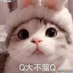 偷偷开心猫咪表情包图片 q大不溜q什么意思表情包下载 乐游网游戏下载 