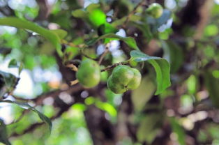 云南茶树上长出绿果子 悬挂枝头可用于榨油 
