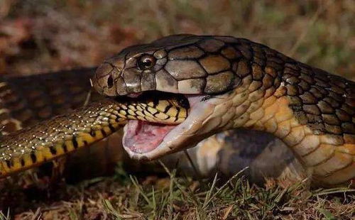 中国最凶猛的毒蛇 眼镜王蛇
