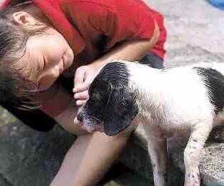 被这种狗咬一口发病致死率达100 广州将启动 最严 养犬整治行动