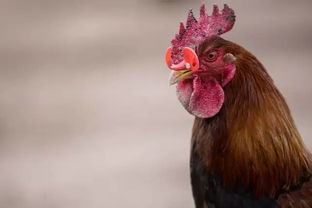 警示丨杭州两位市民买回活鸡自己杀,结果都得了H7N9流感 