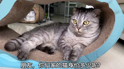 猫猫币最新价格行情,猫猫币最新价格:持续下跌，关注潜在反弹 猫猫币最新价格行情,猫猫币最新价格:持续下跌，关注潜在反弹 应用