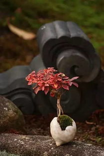 绿植盆景怎么养,绿植盆景的养护秘诀：打造生机勃勃的绿色小天地