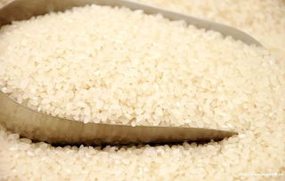 肇庆生活 在日常中如何判断大米的品质是好是坏 