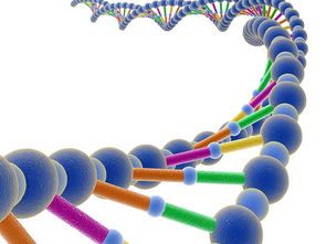 dna是什么 DNA是什么构成的