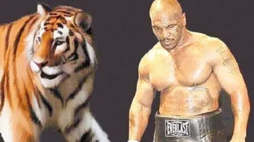 拳王泰森能打得过老虎吗 泰森自述差点被自己养的老虎咬死 