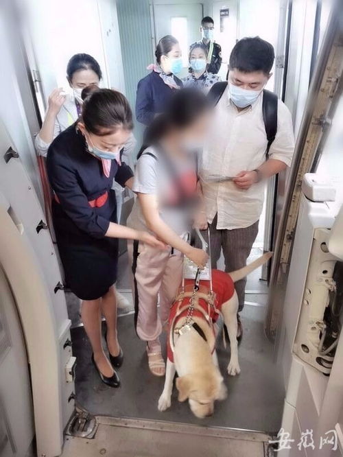 特殊的 旅客 导盲犬爱薇护送主人坐飞机