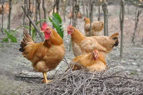 怎样散养土鸡 散养土鸡的鸡舍要怎么建造 养土鸡有何风险 