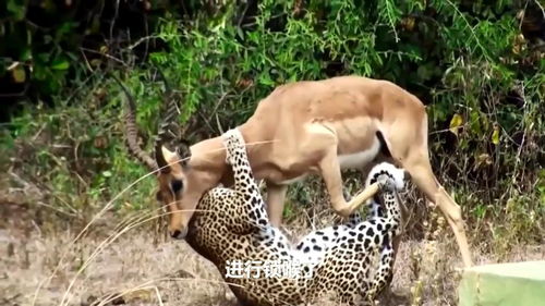 野生动物袭击 狮子vs水牛,疯狂的狮子 