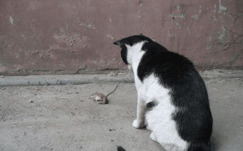 老鼠总偷吃玉米,愤怒老农直接找来俩中华田园猫,第二天满地狼藉