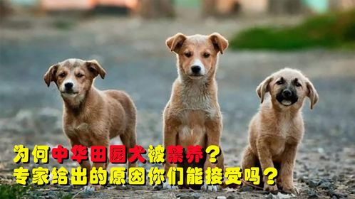 为何中华田园犬被禁养 专家道出几大原因,你们还在养吗 