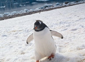 南极小企鹅热情扑向摄影师似表示欢迎 