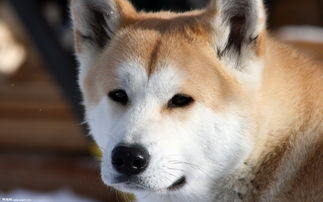 秋田犬币项目方,秋田犬币项目的背景 秋田犬币项目方,秋田犬币项目的背景 生态