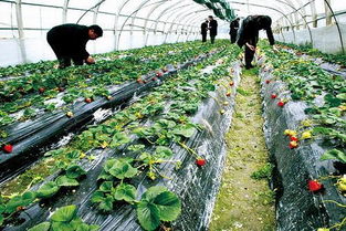 找蔬菜种植专家建议怎么写 酸性的土壤适合种什么植被