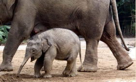 动物的繁衍 摄影师记录大象如何交配 