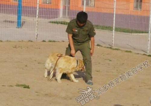 学习训犬学费要多少钱 都是在哪里学的呢 