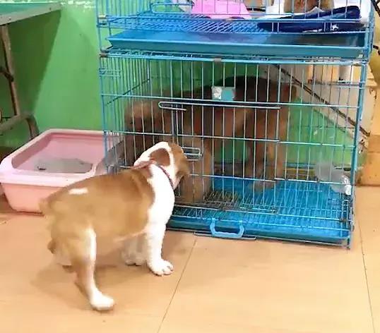 狗狗帮助同伴越狱,悄悄把笼子打开,赶紧一起跑掉
