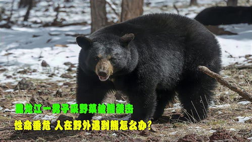 黑龙江一男子采野菜被熊袭击,性命垂危,人在野外遇到熊怎么办 