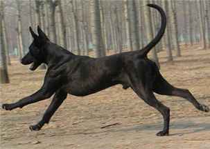 中华黑狼犬幼犬图片及价格多少钱一只市场出售价位