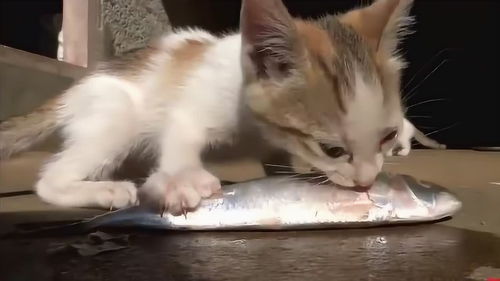 小猫咪第一次吃到鱼,吃货的天性显露无疑 