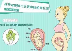孕六个月(怀孕六个月注意事项)