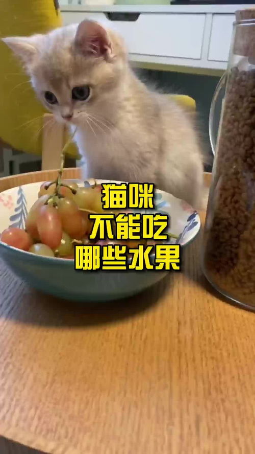 猫咪不能吃哪些水果 