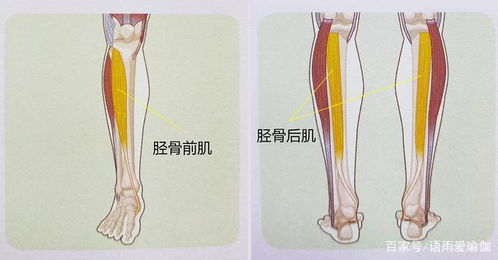 狗食道解剖图 搜狗图片搜索