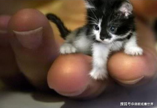 指尖上跳舞 有史以来最小的猫,居然是虚构的