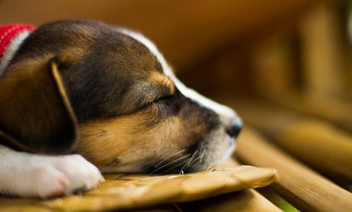 狗垫有6个好处,能除臭也能够防止狗受伤,非常的有用