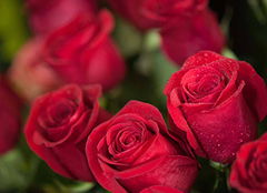 粉红玫瑰的花语代表什么,粉红玫瑰