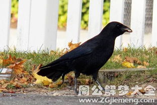 梦见被乌鸦啄是什么意思 梦到被乌鸦啄好不好 大鱼解梦网 