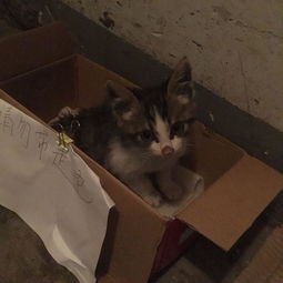 在垃圾桶旁发现一只受伤的流浪猫,犹豫收养时,猫咪反应让人心塞 