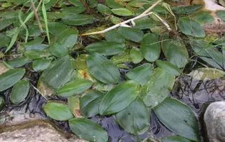 春季除草,必先识草 田间常见的近30种杂草,你认识多少