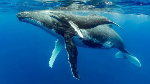 座头鲸为何总和虎鲸过不去 千里奔袭干扰虎鲸捕猎,是在行侠仗义