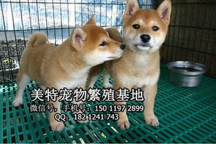 广州到哪里买柴犬好广州哪里有卖纯种柴犬