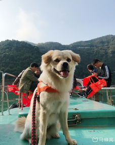 九月初从北京自驾途径青海去西藏带狗的那种,求教