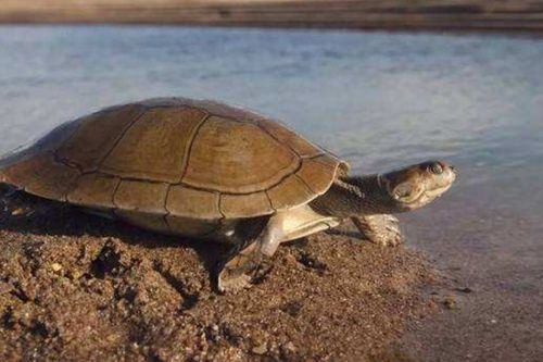 黄头侧颈龟能不能冬眠 
