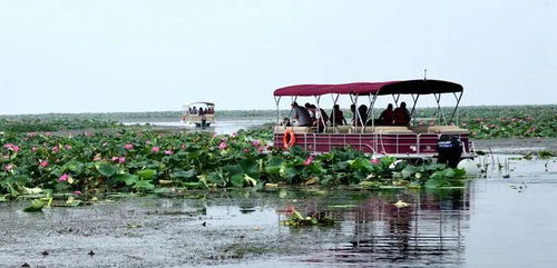 走,天门自驾游大湖 看花海去