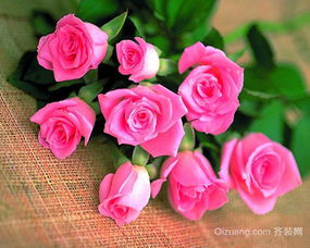 六朵玫瑰代表什么 互敬互爱互谅方能百年好合