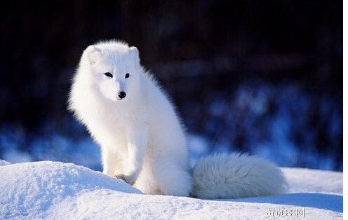 动物园里白色的狐狸叫什么名字 