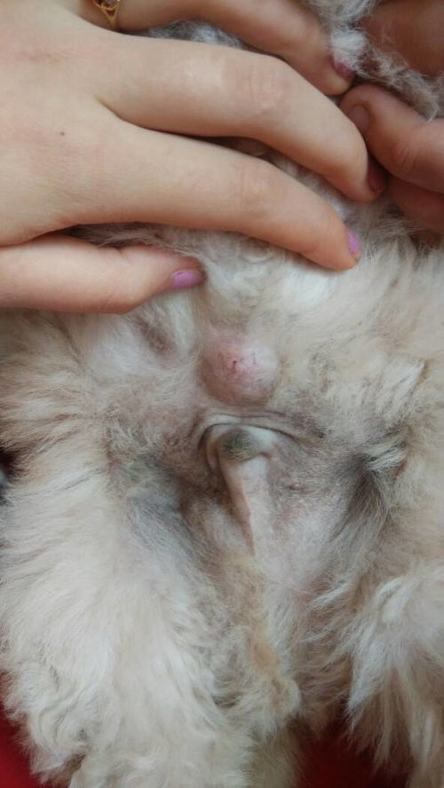有知道 五十天小狗脐疝 应该怎么处理的吗 除了做手术 有没有土方法. 