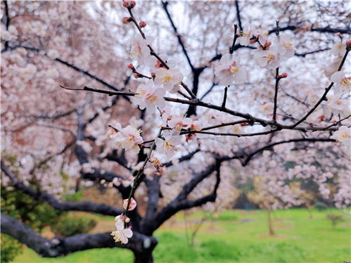 东湖梅园春节免费吗 开放时间和梅花时间(梅园公交停车场收费不免费)