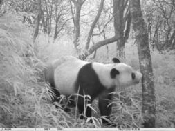 关于大熊猫的视频,熊猫视频之旅:探索可爱的熊猫世界的海报
