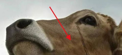 牛被宰杀时,为什么会流眼泪 其实它们一点也不傻