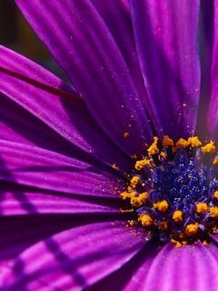 紫色的小雏菊叫什么,紫红色长得像小雏菊的花叫什么？