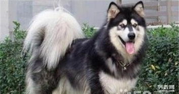 二岁阿拉斯加雪橇犬免费送人